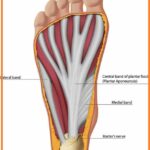 plantar fascia